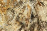 Tall, Polished Petrified Wood (Sequoia) Stand-up - Washington #258370-2